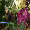 Королівський ботанічний сад Лондона готує виставку орхідей