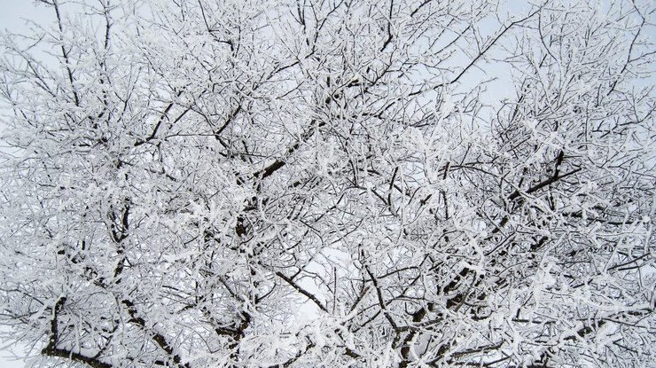 Погода в Украине: страна останется во власти снегопадов 