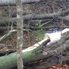 Во Львовской области дерево убило мужчину