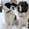 В Одесской области собаки растерзали пенсионерку