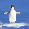В Антарктиде пингвины украли у геологов технику