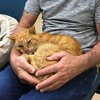 Кот вернулся к хозяину спустя 14 лет разлуки