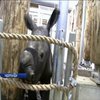Нідерландський зоопарк поповнився дитинчам білого носорога (відео)