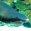 Знаменитая акула из Осеаn Plaza жива и здорова - администрация (видео)