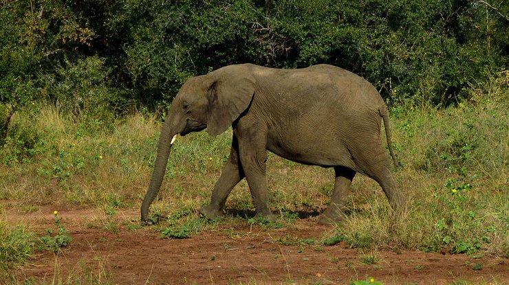 В Индии обнаружили слониху-курильщицу 