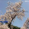 Весна прийшла: у Японії розквітла сакура (відео)