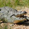 В брюхе 6-метрового крокодила нашли человеческие конечности