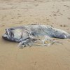 В Австралии на пляже обнаружили двухметровую рыбу-монстра