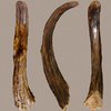 Ученые  нашли деревянный инструмент неандертальцев