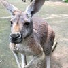 В зоопарке туристы насмерть забили камнями кенгуру