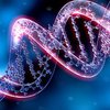 В клетках человека обнаружили новую форму ДНК