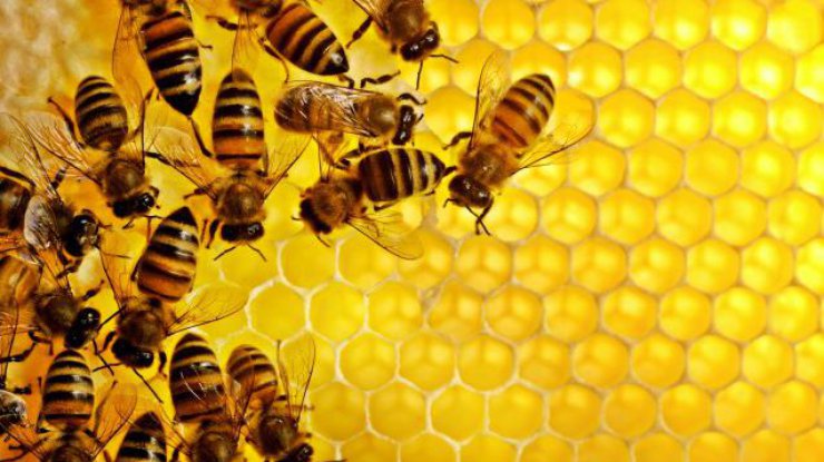 В странах ЕС запретили убивать пчел
