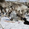 В России от голода массово умирают олени