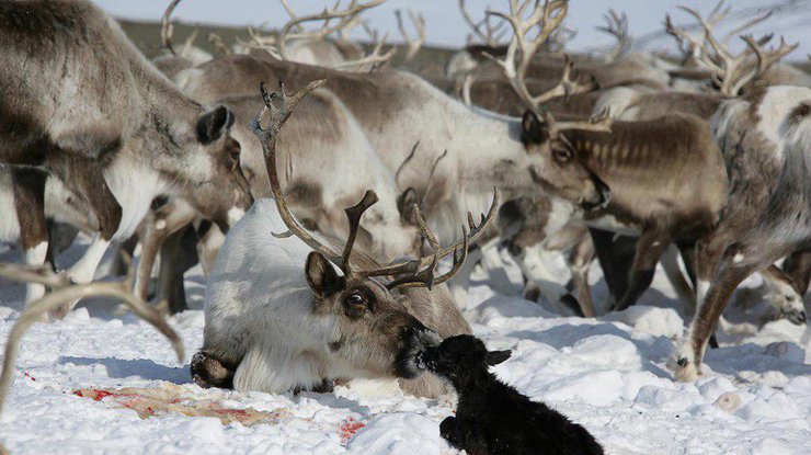 На полуострове Ямал зафиксирована массовая гибель оленей. Фото: ikm-inta.ru