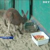 Бердянський зоопарк поповнився малятами кенгуру