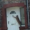 Очевидное и невероятное: британец научил кошку стучать в дверь