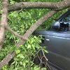В центре Киева на авто упало дерево (фото) 