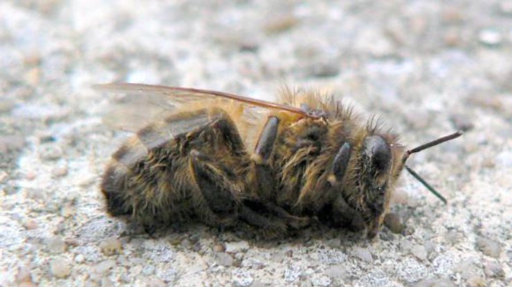Пасечники утверждают, что пчел отравили.