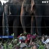 У Шрі-Ланці слони з'їли сміття на звалищі (відео)