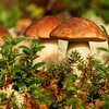 В Иране более 700 человек отравились грибами
