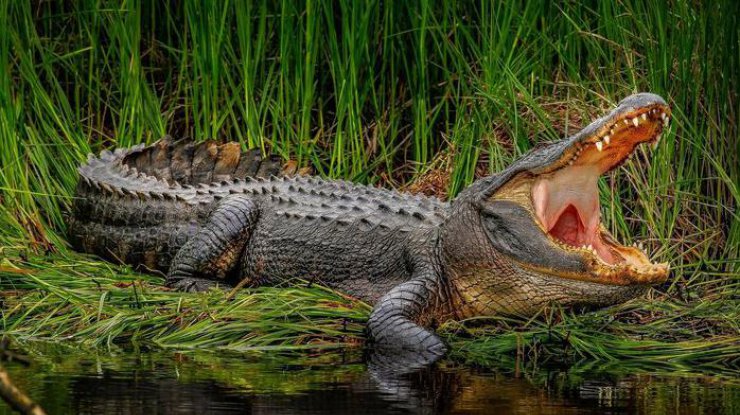 На Филиппинах мужчина спас сына от четырехметрового крокодила