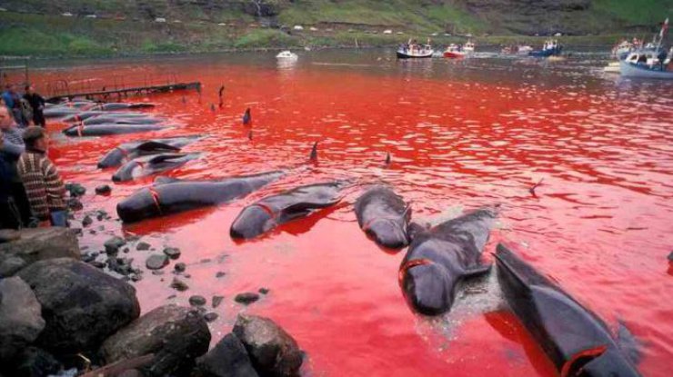 В Японии убивают китов ради науки