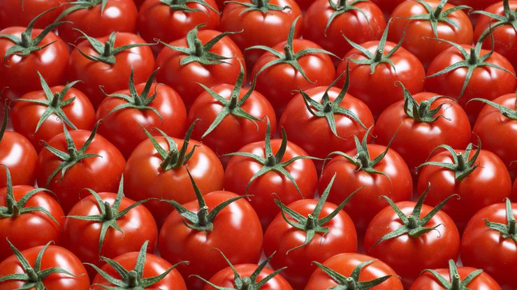 В Великобритании вывели новый сорт помидоров