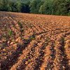 Стоимость земли в Украине может вырасти: Всемирный банк назвал причину
