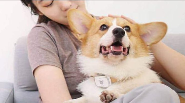 Xiaomi выпустил умный ошейник для собак