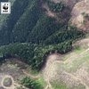В Карпатах исчезает лес: видео с высоты птичьего полета 