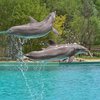 Рождение дельфина во время шоу в Одессе: экологи бьют тревогу 