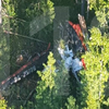 В России вертолет упал в болото, есть жертвы