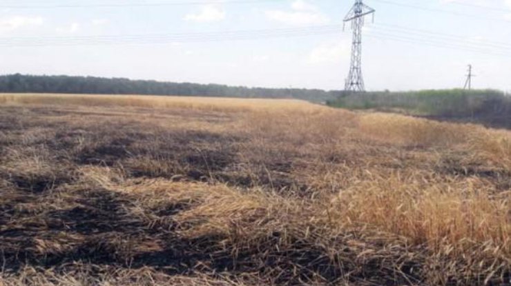 Возгорание пшеницы началось на поле в 314 гектаров. Фото: УНН