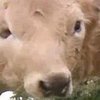 В Бразилии родился теленок с двумя головами (видео)
