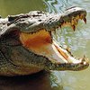 Женщина отбила сына у крокодила 