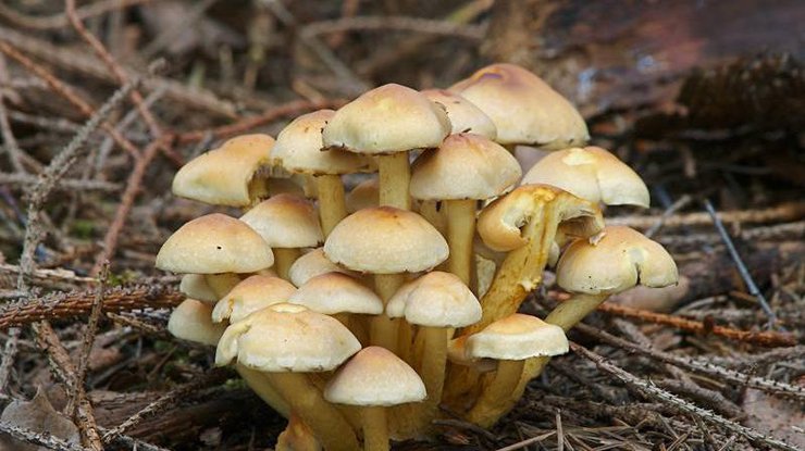В лесопосадках много ядовитых грибов.