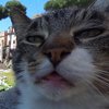 Хмурый кот из Google Street View рассмешил интернет (фото)