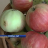 На Сумщині збирають врожай диво-яблук