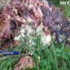 Во Львовской области обочину трассы завалили останками животных