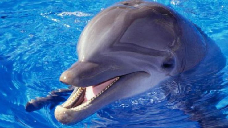 Поведение дельфина резко изменилось.
