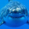 В Египте турист умер после нападения акулы 