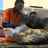 В Австралії знайшли величезні золоті самородки