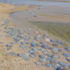 Пляж в Одессе "захватили" медузы (фото)