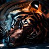 Тыкал палкой и тащил за хвост: у тигрицы случился приступ прямо на арене (видео)