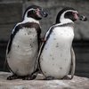 В Дании пингвины-гомосексуалисты похитили птенца
