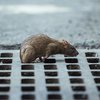 Крысиный гепатит впервые передался человеку