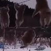В Японии макаки испугались снега (видео) 