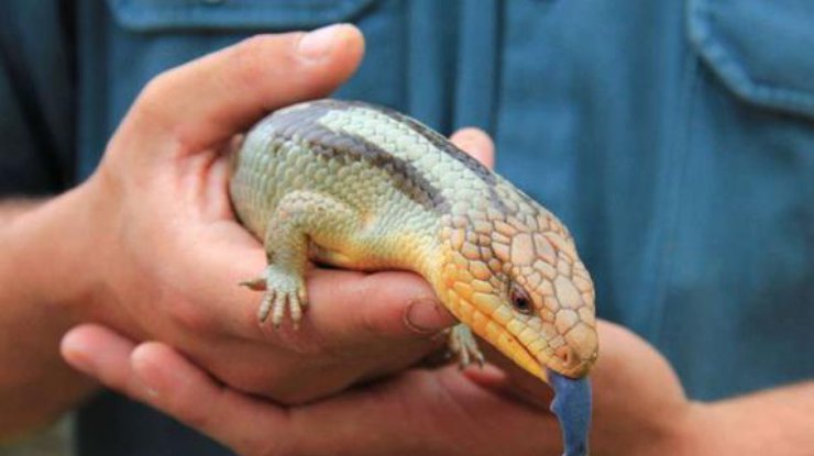Фото: Australian Reptile Park