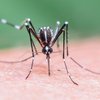 Во Львове зафиксировали новый случай малярии 