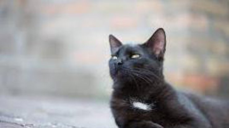 Фото: приметы и суеверия про черных кошек pixabay.com